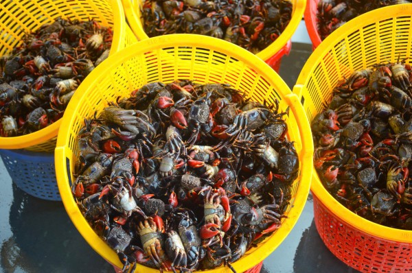 Chuyện ít biết về chù ụ - đặc sản kín tiếng của rừng ngập mặn Cà Mau