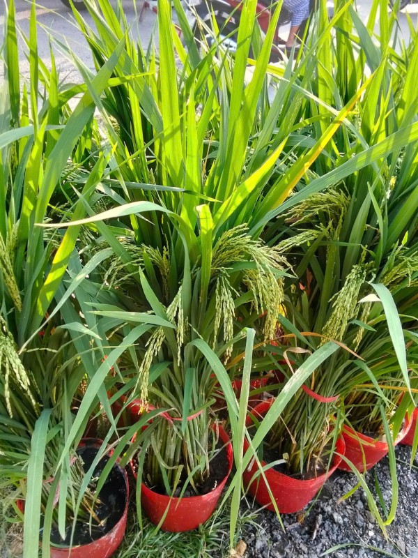 Vì sao nhiều người chưng chậu lúa dịp tết, có ý nghĩa gì?