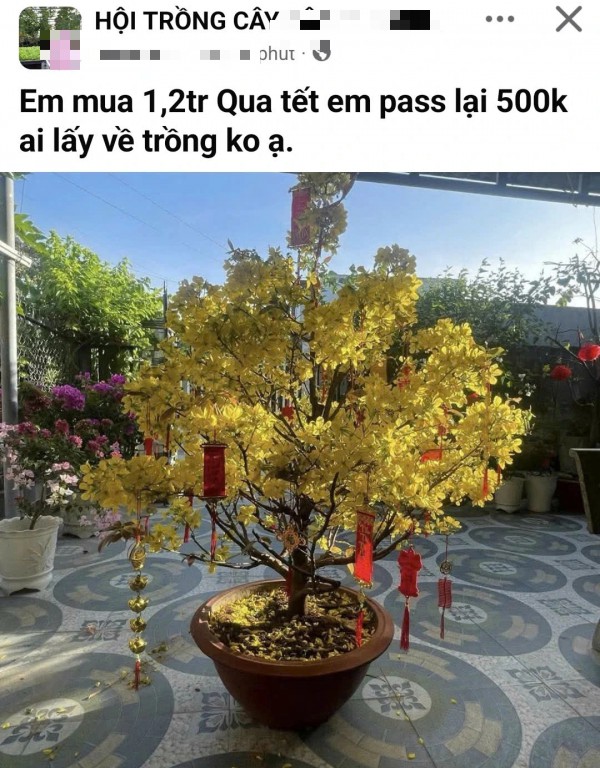 Mua cây mai sau tết, cẩn thận kẻo bị lừa