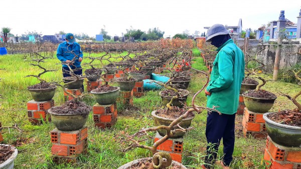 Mai tết trúng đậm, 2 phường ở Gia Lai thu hơn 140 tỉ đồng Mai tết trúng đậm, 2 phường ở Gia Lai thu hơn 140 tỉ đồng