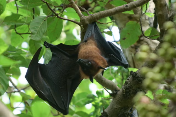 Báo động virus mới từ dơi đang tiến hóa có thể nguy hiểm như Nipah ở Bangladesh