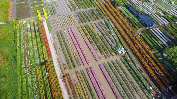 Biến vườn hoa kiểng thành điểm check-in, nông dân Sa Đéc thu tiền triệu mỗi ngày Biến vườn hoa kiểng thành điểm check-in, nông dân Sa Đéc thu tiền triệu mỗi ngày