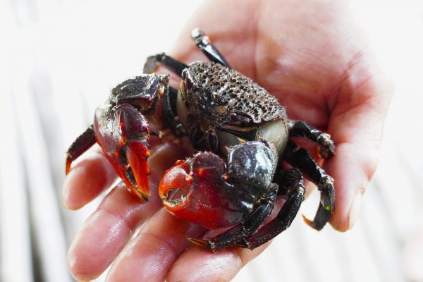 Chuyện ít biết về chù ụ - đặc sản kín tiếng của rừng ngập mặn Cà Mau