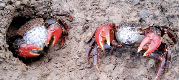 Chuyện ít biết về chù ụ - đặc sản kín tiếng của rừng ngập mặn Cà Mau