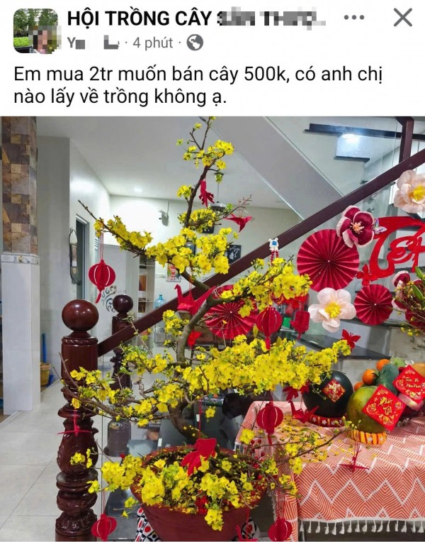 Mua cây mai sau tết, cẩn thận kẻo bị lừa