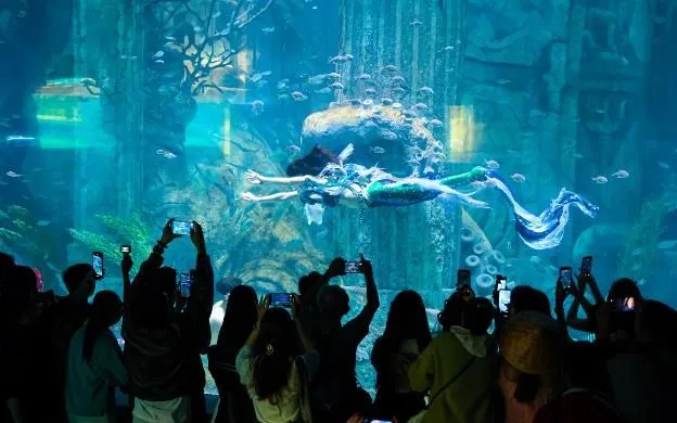 Chương trình biểu diễn Tiên cá được đưa vào hoạt động trở lại tại khu Thủy cung