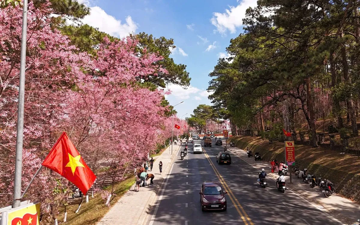 Mỗi mùa mai anh đào nở, Đà Lạt lại khoác lên mình sắc xuân quyến rũ