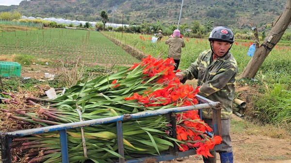 Lâm Đồng: Hoa lay ơn nở muộn, nông dân trắng tay