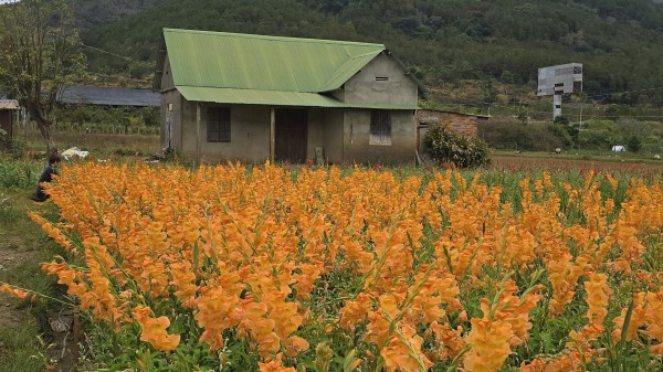 Lâm Đồng: Hoa lay ơn nở muộn, nông dân trắng tay