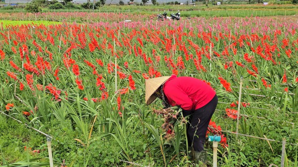 Lâm Đồng: Hoa lay ơn nở muộn, nông dân trắng tay