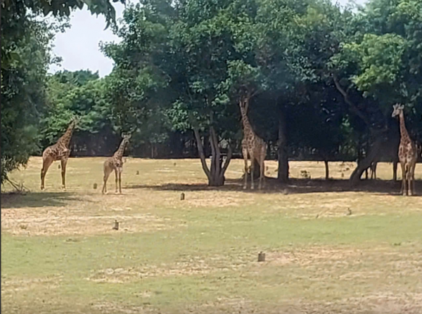 Lâm Đồng kiến nghị Thủ tướng gỡ vướng dự án sân golf Đồi Cù, rừng dầu Hồng Liêm Lâm Đồng kiến nghị Thủ tướng gỡ vướng dự án sân golf Đồi Cù, rừng dầu Hồng Liêm