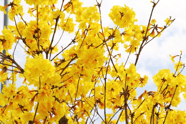 Hoa phong linh nhuộm vàng đường phố bên vịnh Hạ Long