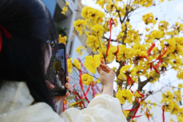 Hoa phong linh nhuộm vàng đường phố bên vịnh Hạ Long