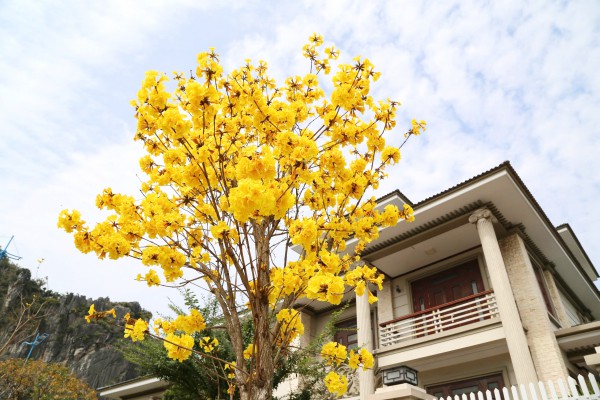 Hoa phong linh nhuộm vàng đường phố bên vịnh Hạ Long