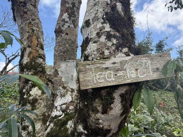 Nỗi niềm trà di sản: Phải sinh lợi, không sinh… bệnh!