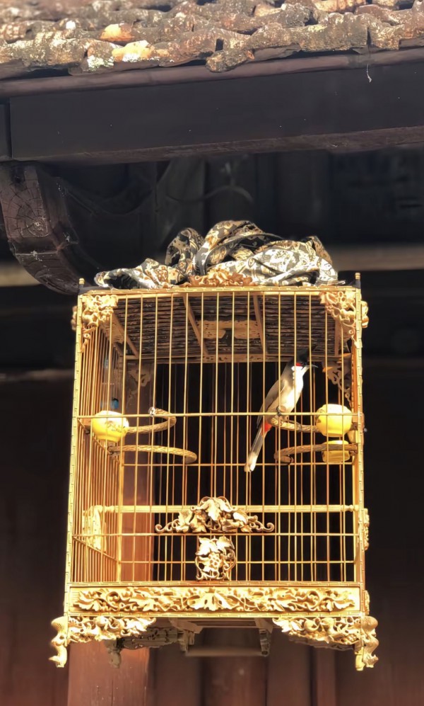 Hàng trăm chim cảnh ở Huế đã được công nhận có nguồn gốc hợp pháp