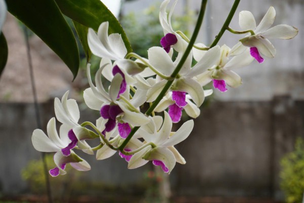 Cẩn thận với trend 'ăn hoa như ăn rau'