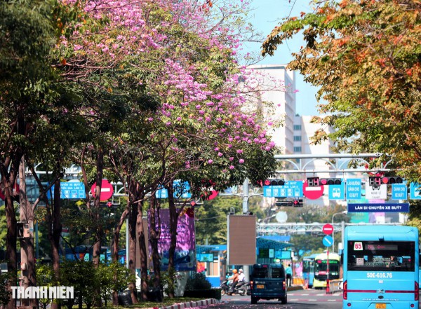 Hoa kèn hồng nở rộ giữa trung tâm TP.HCM, nhuộm hồng đường Hàm Nghi