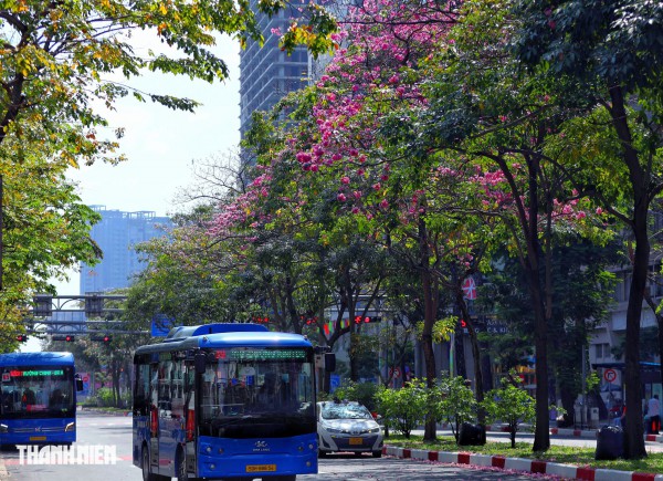 Hoa kèn hồng nở rộ giữa trung tâm TP.HCM, nhuộm hồng đường Hàm Nghi