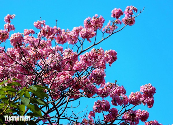 Hoa kèn hồng nở rộ giữa trung tâm TP.HCM, nhuộm hồng đường Hàm Nghi