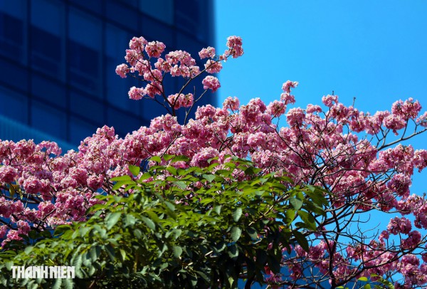 Hoa kèn hồng nở rộ giữa trung tâm TP.HCM, nhuộm hồng đường Hàm Nghi