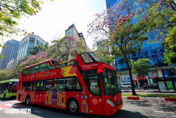 Hoa kèn hồng nở rộ giữa trung tâm TP.HCM, nhuộm hồng đường Hàm Nghi