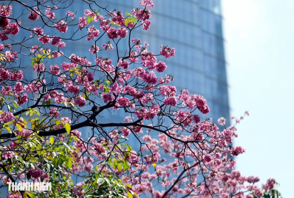 Hoa kèn hồng nở rộ giữa trung tâm TP.HCM, nhuộm hồng đường Hàm Nghi