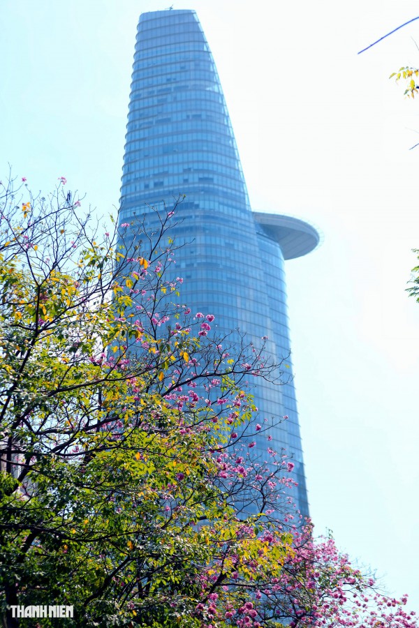 Hoa kèn hồng nở rộ giữa trung tâm TP.HCM, nhuộm hồng đường Hàm Nghi