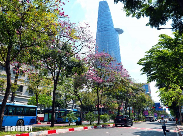 Hoa kèn hồng nở rộ giữa trung tâm TP.HCM, nhuộm hồng đường Hàm Nghi