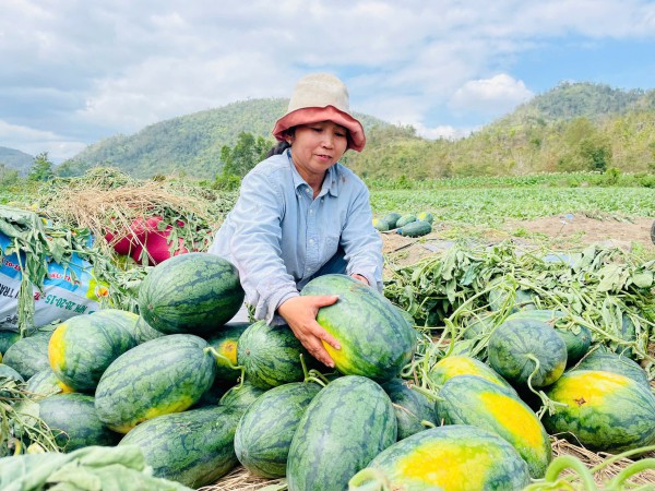 Giá dưa hấu lao dốc, nông dân Gia Lai lao đao