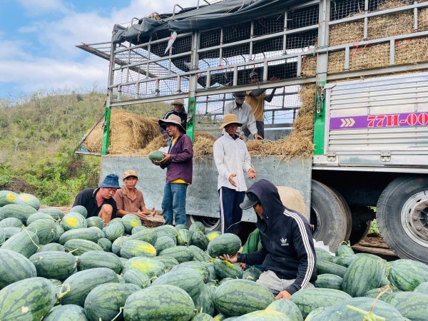 Giá dưa hấu lao dốc, nông dân Gia Lai lao đao