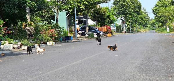 Nỗi ám ảnh mang tên chó thả rông