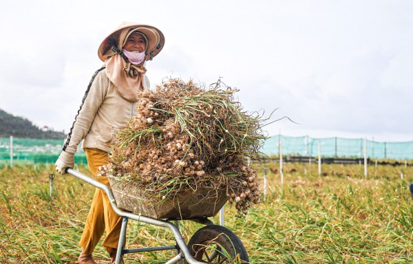 Được mùa tỏi Lý Sơn - Quảng Ngãi nhưng nông dân 'thua giá'