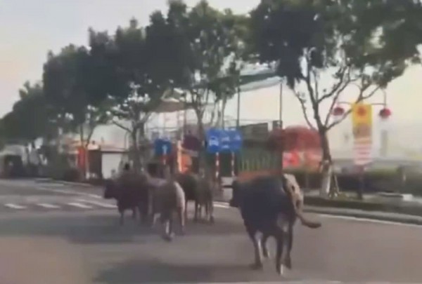 Bất ngờ đàn trâu băng qua cầu Rồng, 'dạo phố' giữa trung tâm Đà Nẵng