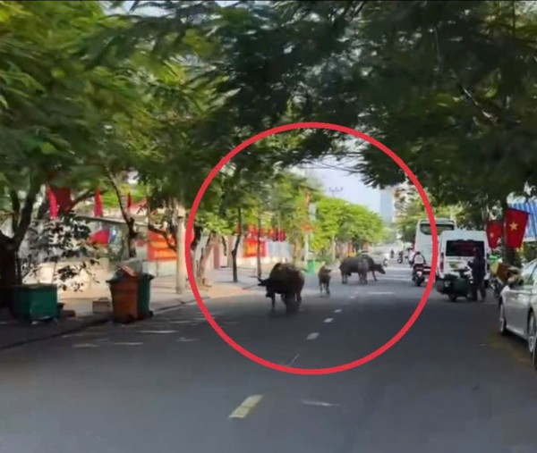 Bất ngờ đàn trâu băng qua cầu Rồng, 'dạo phố' giữa trung tâm Đà Nẵng
