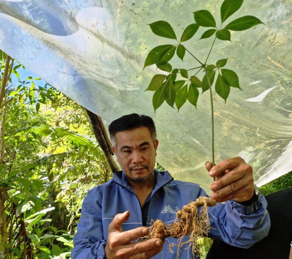 Sâm Ngọc Linh giả tràn lan, Đà Nẵng triển khai kiểm định ADN 'soi' chất lượng