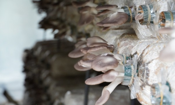 Đến cù lao Thới Sơn trải nghiệm du lịch với trại nấm bào ngư