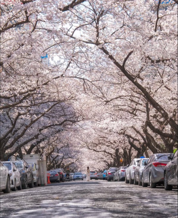 Sau 48 năm, Nhật Bản tăng phí visa với khách Việt