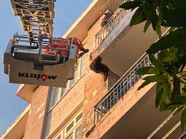 Kịp thời xử lý tổ ong 'khủng' trong khu dân cư ở TP.HCM