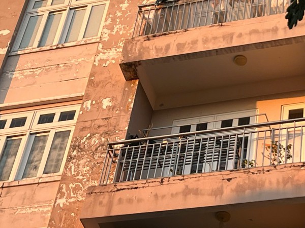 Kịp thời xử lý tổ ong 'khủng' trong khu dân cư ở TP.HCM