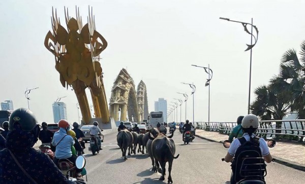 Bất ngờ đàn trâu băng qua cầu Rồng, 'dạo phố' giữa trung tâm Đà Nẵng