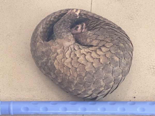 Cần Thơ: Người dân bắt được tê tê trong khu dân cư