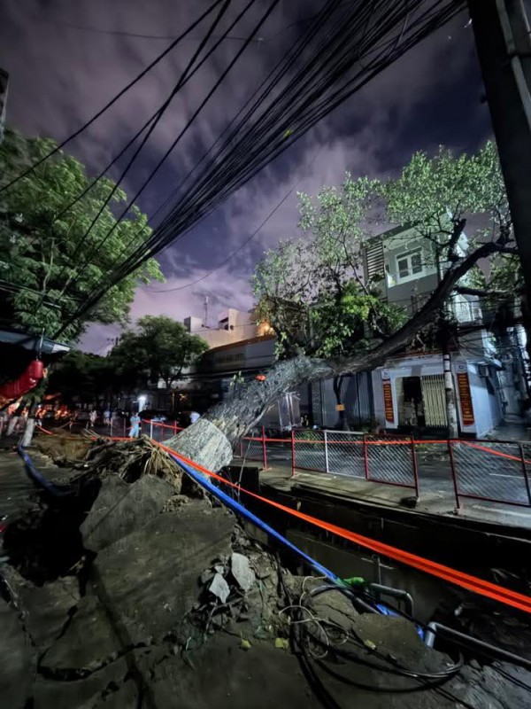 Cây cổ thụ bật gốc đè nhà dân nghi do đào đường thi công dự án