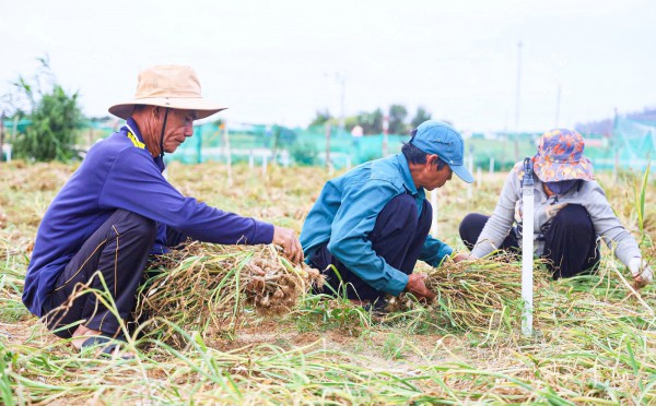 Được mùa tỏi Lý Sơn - Quảng Ngãi nhưng nông dân 'thua giá'