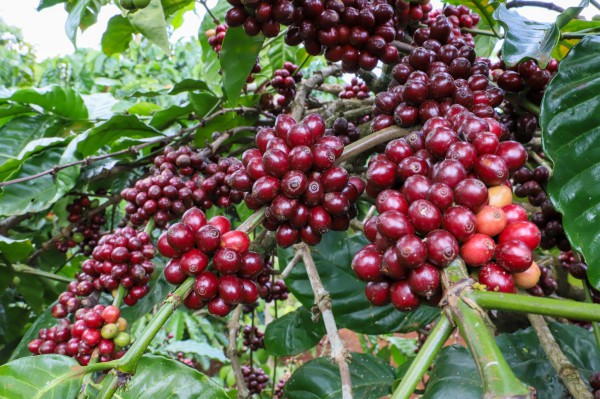 Giá cà phê khởi sắc do nguồn cung từ Brazil giảm