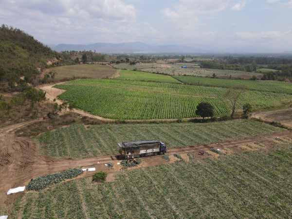 Giá dưa hấu lao dốc, nông dân Gia Lai lao đao