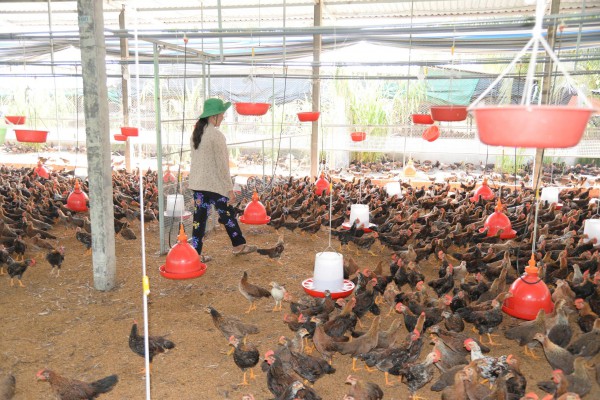 Giá gà thịt lao dốc, người chăn nuôi tại Đồng Tháp 'gồng lỗ'