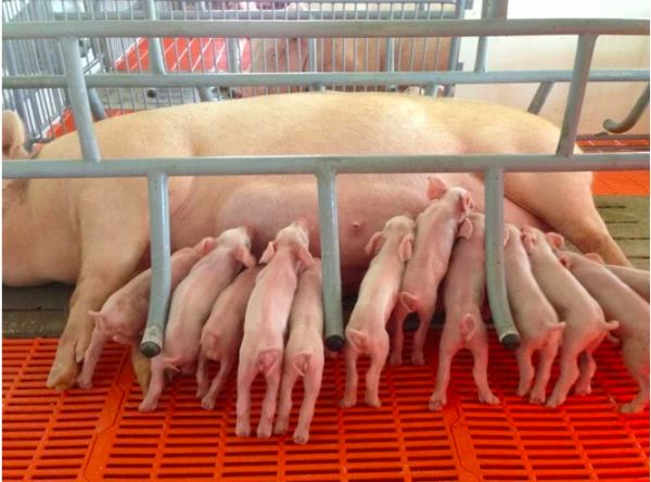 Giá heo hơi hôm nay 23.3.2026: Đà tăng chững lại