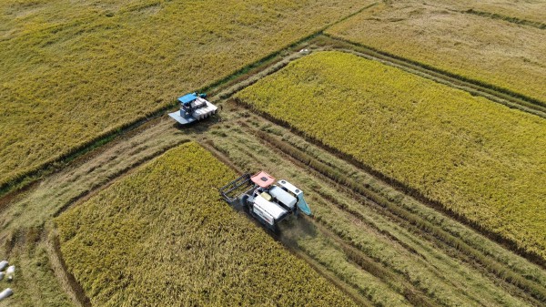 Giá lúa ở Đồng Tháp giảm mạnh