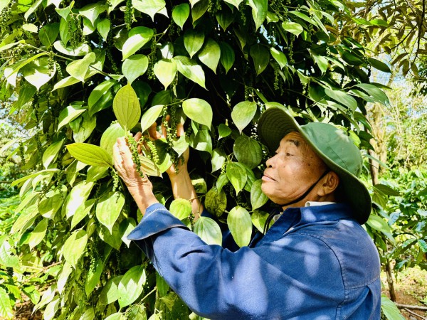 Giá tiêu giảm sâu, có kéo dài?